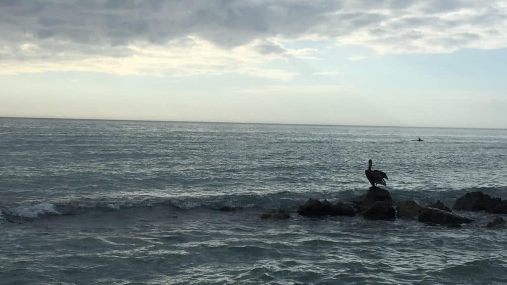 Pelican On The Rocks